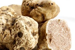 Tartufo