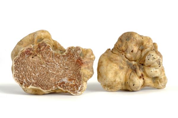 Tartufo bianco 1